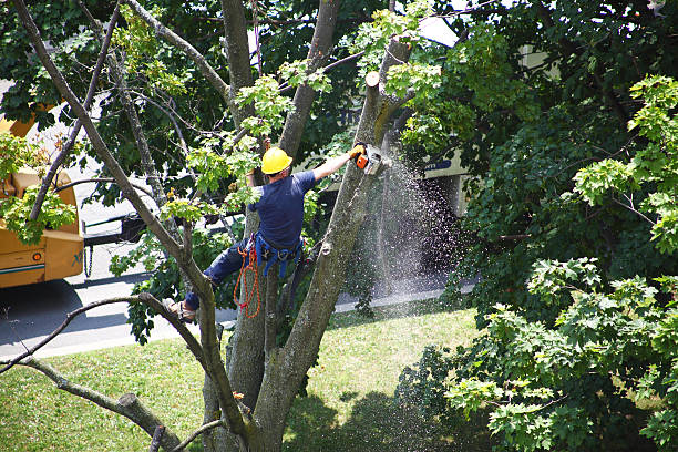 Best Emergency Tree Removal  in Ada, OK
